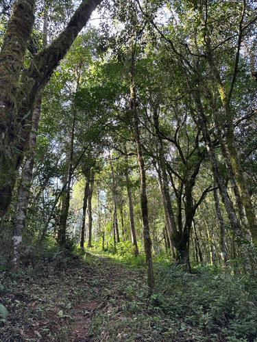 Paraíso À Venda Sítio Com Nascentes, Córrego E Natureza Intocada Em Bocaiuva Do Sul - Pr - 4 Hec