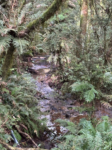 Paraíso À Venda Sítio Com Nascentes, Córrego E Natureza Intocada Em Bocaiuva Do Sul - Pr - 4 Hec