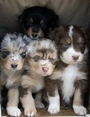 Cachorros Pastor Ovejero Australiano Perros Shepherd Dogs 