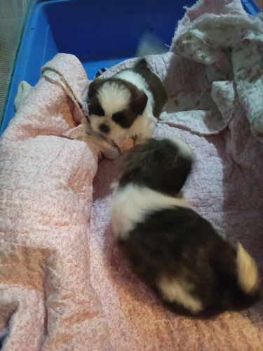 Shih Tzu Machitos Entrega Fines De Julio