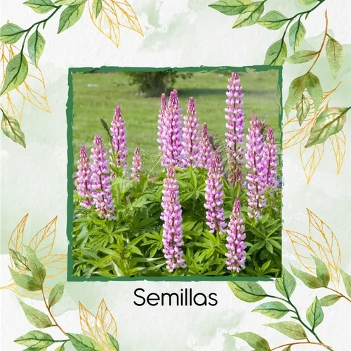35 Semillas De Flor Lupino + Kit De Germinación