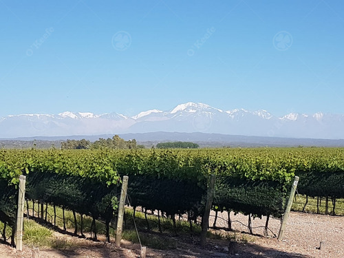 Finca De 23 Has En Venta En Mendoza - Viñedo Premium De Altura