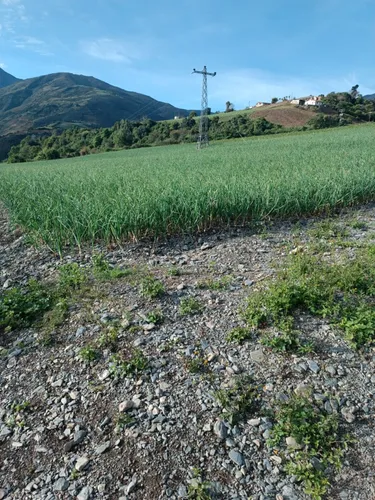 Semilla De Cebolla 3588 F1