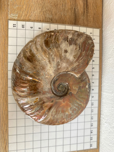 1 Ammonite Opalizado Fosil 390gr Natural Excelente Calidad