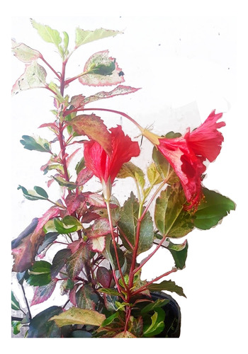 Rosa China Tricolor, Hermosa Con Flores Y Sin Flores