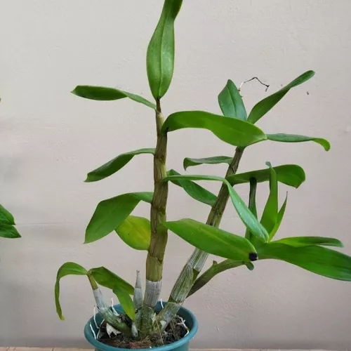 Orquídea Dendrobium Gatton Sunray (muda Adulta Sem Flor)
