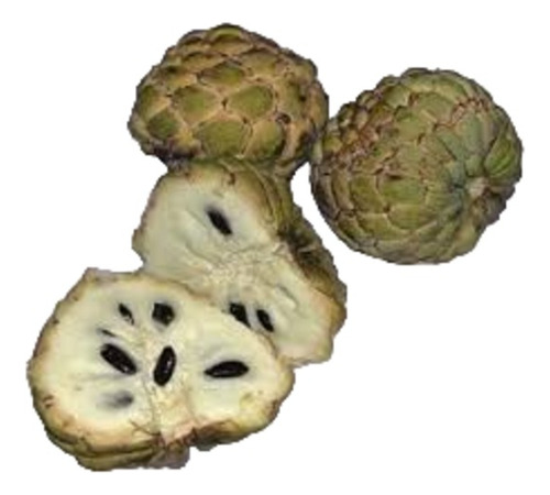 Planta Fruto De Conde