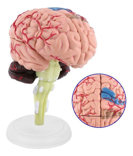 Modelo De Cerebro Humano Anatómico Desmontado 1pc Médico