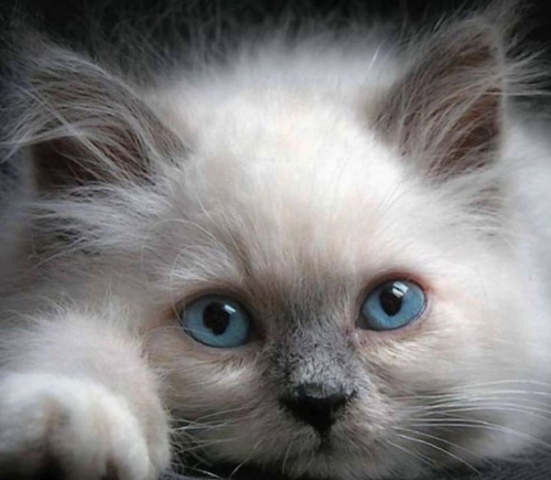 Gatita/o Bebé..últimos.
