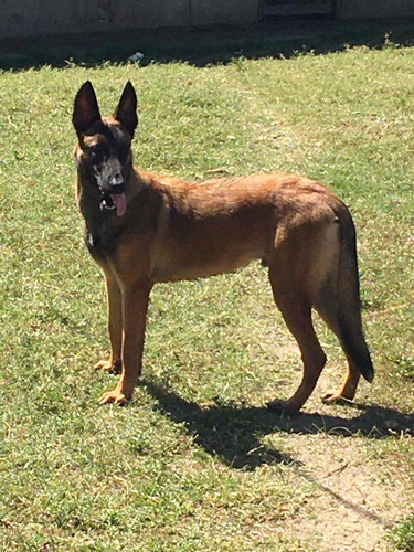 Cachorro Pastor Belga Malinois Machos En Caracas