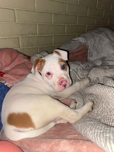 Cachorro América Bully