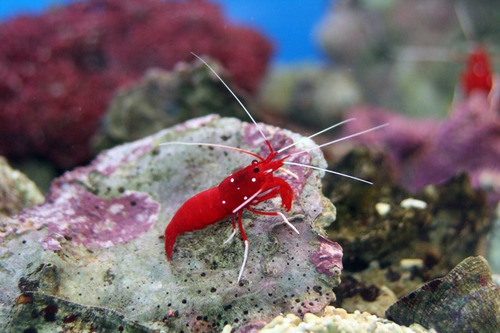 Invertebrado Marino - Lysmata Debelius - Camaron Escarlata