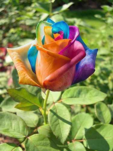 Rosal Arcoíris Único + Regalo