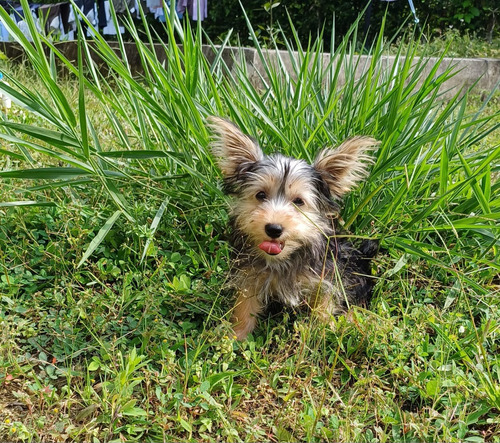 Cachorrita Tamaño Pequeño $1.600.000