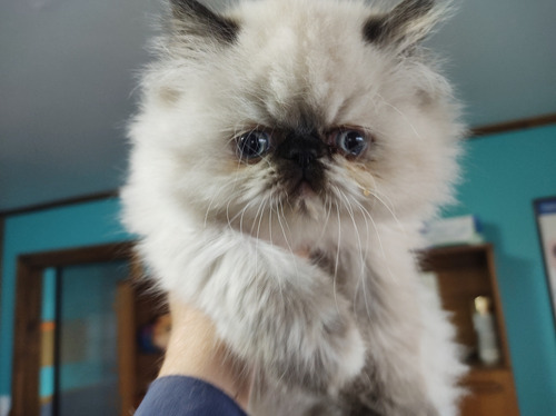 Gatitos  Persa Libres Gen Pkd Criados Por Médico Veterinario