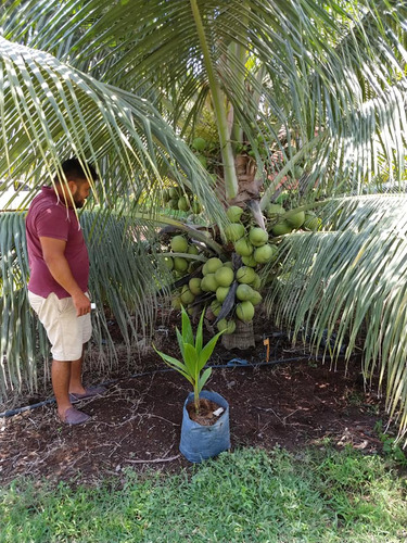1 Palma De Coco Gigante, Frutal + Abono