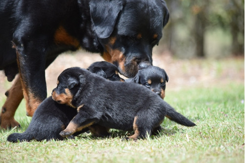 Rottweiler Con Pedigri De Cancan Mascotas 