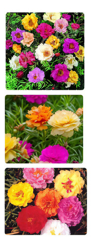 Onze Horas Portulaca Dobrada Sortida 0,1 G = 1.000 Sementes