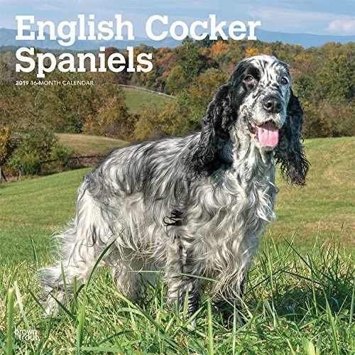 Cocker Spaniels Ingles 2019 12 X 12 Pulgadas Mensual Calenda