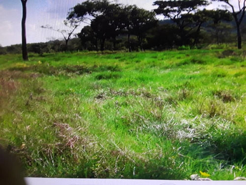Imagen 14 de 14 de En Venta Finca En San Carlos, Cojedes