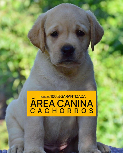 Venga A Ver Los Labrador Mas Buscados De Argentina