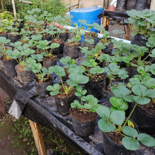 Imagen 1 de 1 de Plantines De Frutilla Huerta Organica