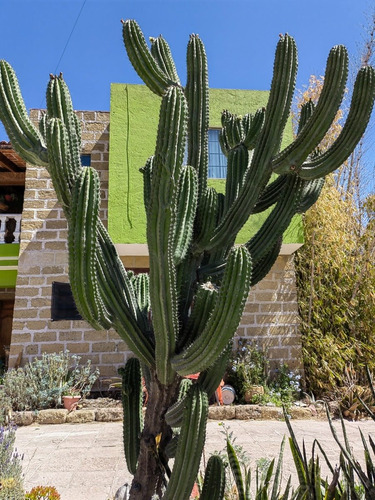 Cactus Cereus Esqueje 60 Cm 