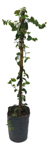 Enamorada Del Muro M12 X 20 Plantas Trepadora Green Online 