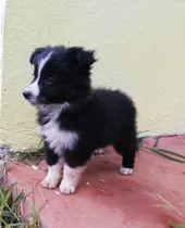Comprar Border Collie Hembra Negro Y Blanco Con Pedigree Internacion