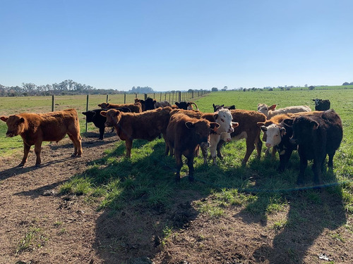 Campo En Venta En Salto Ref. 2410
