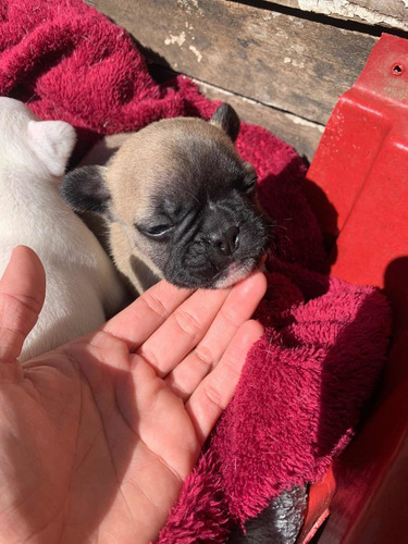 Imagem 3 de 4 de Filhotes Bulldog Francês Nascidos 29/06
