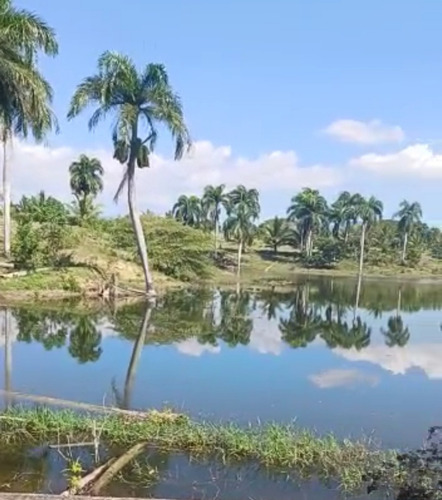 Vendo Finca 350 Tareas Moca Espaillat