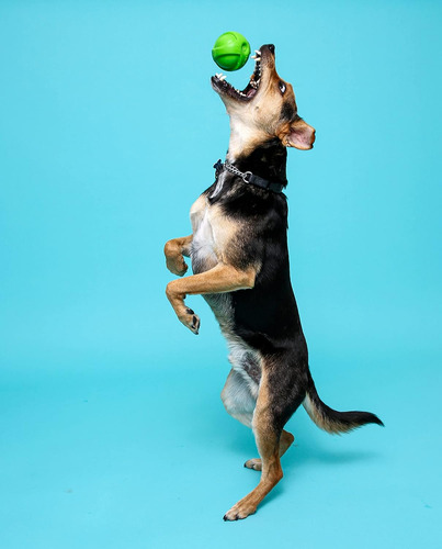 Pelota Para Mascota Hartz Duraplay, Talla S, Color Aleatorio