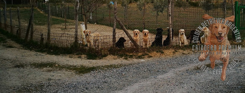 Labrador Con Libreta Sanitaria Al Dia, Garantia