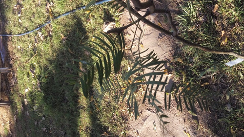 Acacia Aroma - Tusca - Arbol Nativo