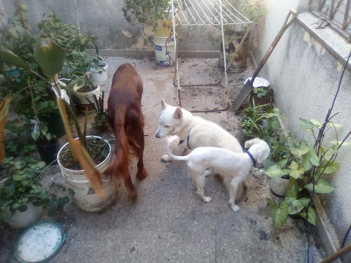 Imagen 8 de 10 de Guardería Y Pensión Canina El Perrito Rojo