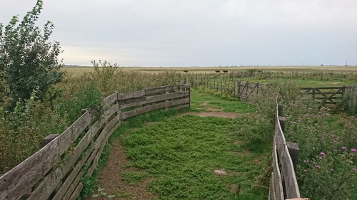 Imagen 10 de 11 de Venta Campo Ganadero Magdalena-pcia De Buenos Aires