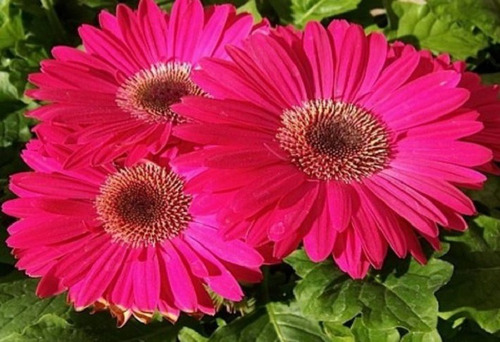 50 Semillas De Gerbera Rosa + Instructivo