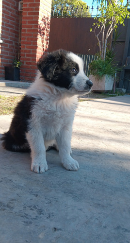 Cachorro Border Collie