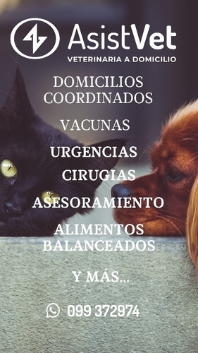Imagen 3 de 3 de Veterinaria A Domicilio (asistvet), Urgencia