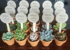 Imagen 8 de 10 de Recuerdos Plantas, Cactus Y Suculentas, Souvenirs, Barro