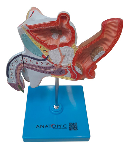 Patologias Do Sistema Urogenital Masculino Anatomia
