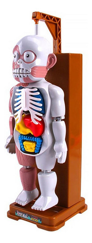 Ensamblaje Modelo De Cuerpo Humano Fiesta Mordazas Juguetes
