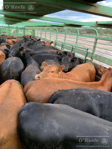 Campo De Cría/recría 74.000 Has. Para 8800 Madres, Armado En Mendoza