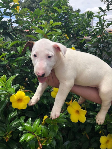 Filhote Fêmea  Bull Terrier Inglês  - Canil Royal Templar