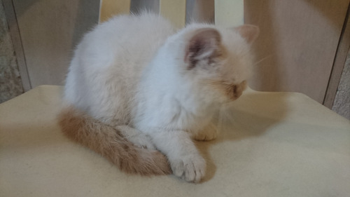 Gata Persa Punto De Flama