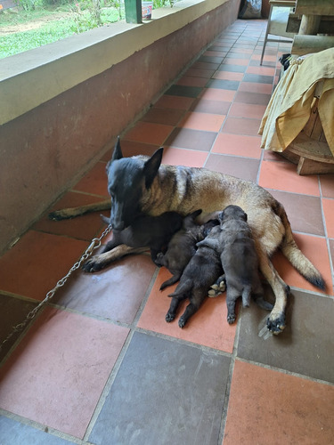 Perros Pastor Belga Malinois Cachorros Disponibles Medellin