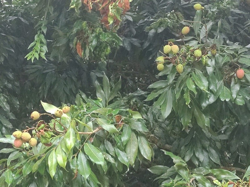 Imagem 14 de 28 de Chácara Ibiuna 4.700 Mts Casa,lago E Pomar Produzindo!!!!