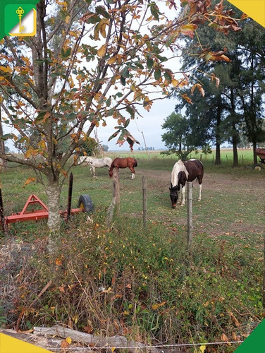Imagen 14 de 18 de Campo En Venta En Roque Pérez