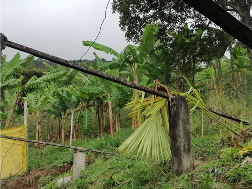 Se Vende Finca En Pijao - Quindío